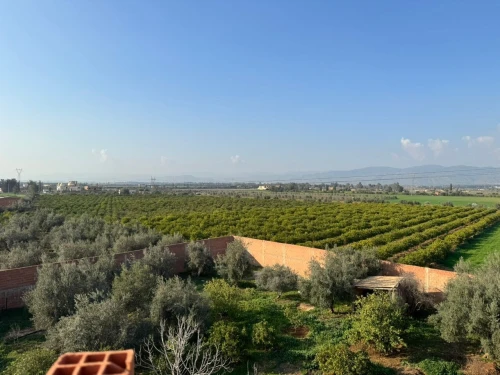 Vente Terrain Agricole Aïn Defla Djelida