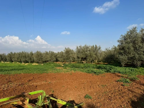 Vente Terrain Agricole Aïn Defla Djelida