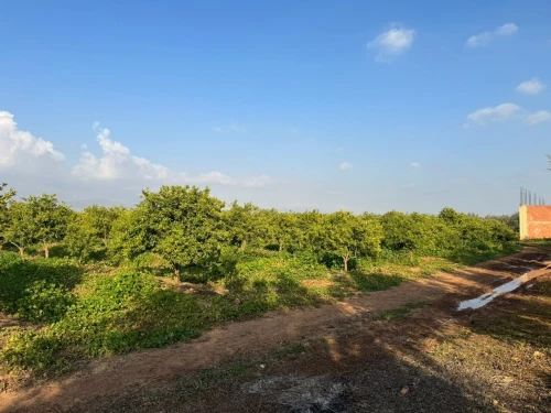 Vente Terrain Agricole Aïn Defla Djelida