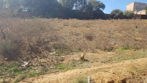 Vente Terrain Alger Saoula