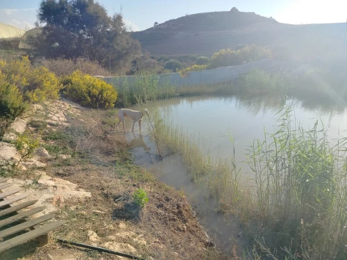 Vente Terrain Agricole Oran Ain el kerma