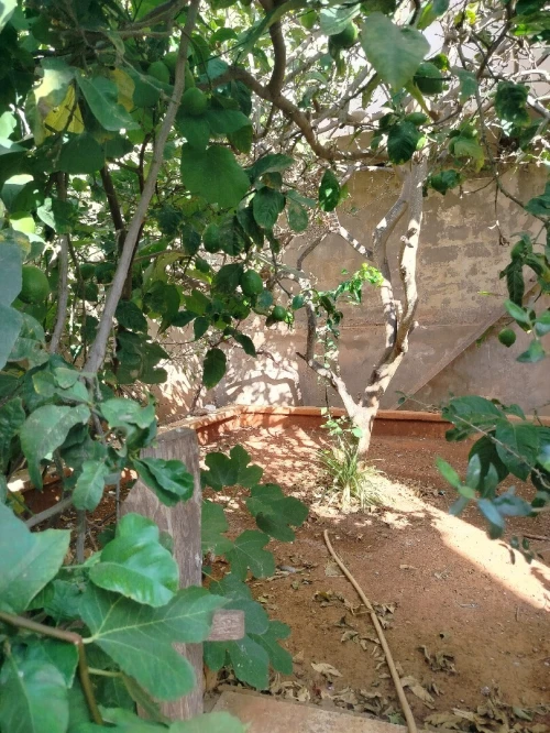 Location vacances Villa Oran El ançor 2