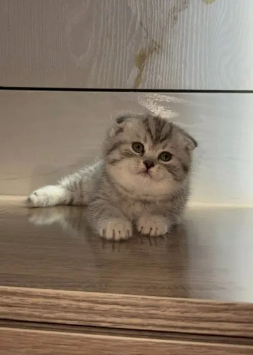 Scottish fold pure race