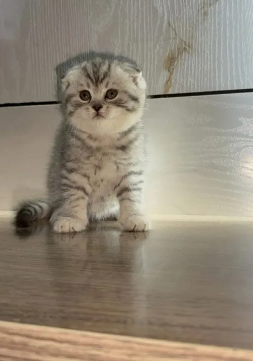 Scottish fold pure race