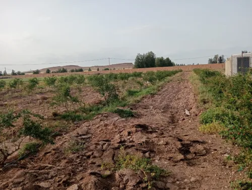 Vente Terrain Agricole Djelfa Ain oussara 14