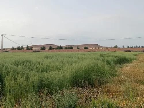 Vente Terrain Agricole Djelfa Ain oussara 17