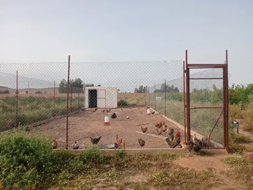Vente Terrain Agricole Djelfa Ain oussara 13