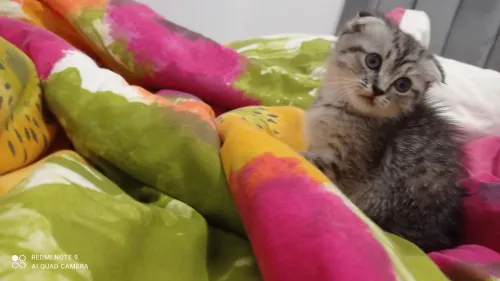 Chat femelle scottish fold vaccinée et vermifugée 