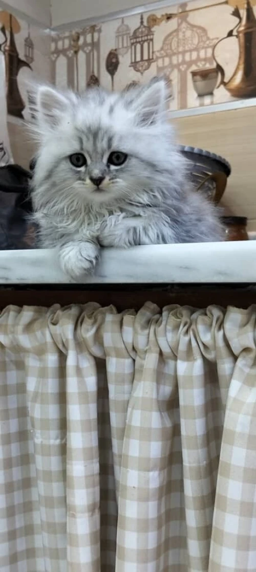 Chat mâle person chirazi