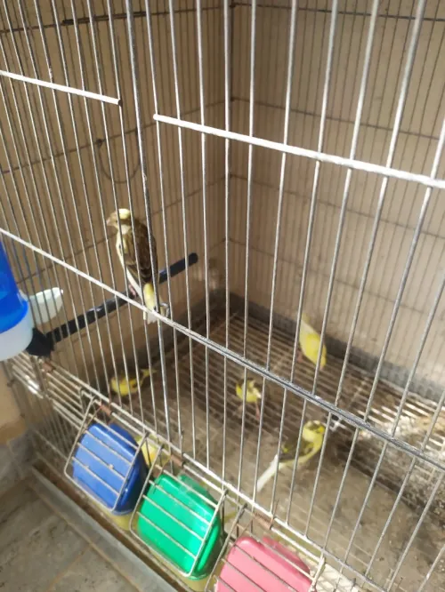 vente canari jeune