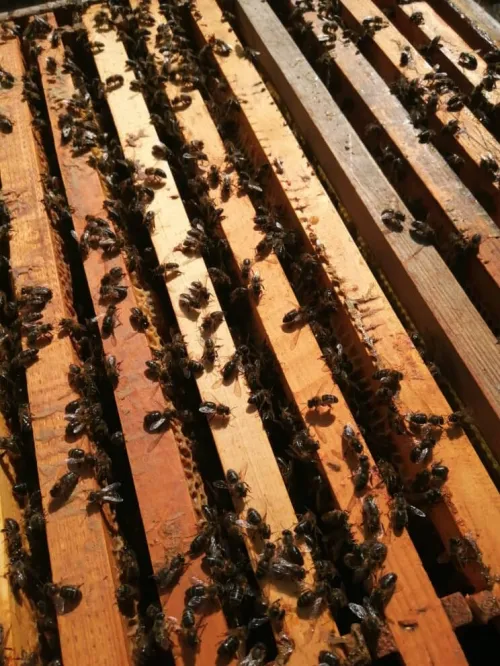Pollen Frais / حبوب طلع طازجة