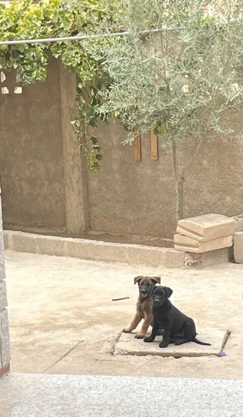 Chien Malinois Charboni