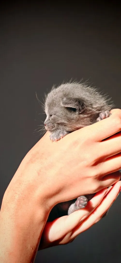 Scottish fold cat 