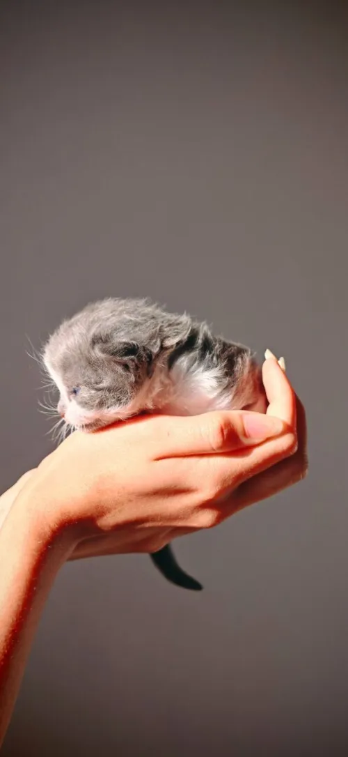 Chat Scottish fold 