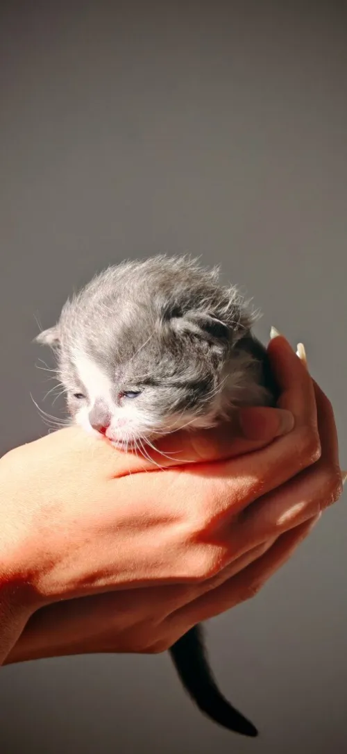 Chat Scottish fold 