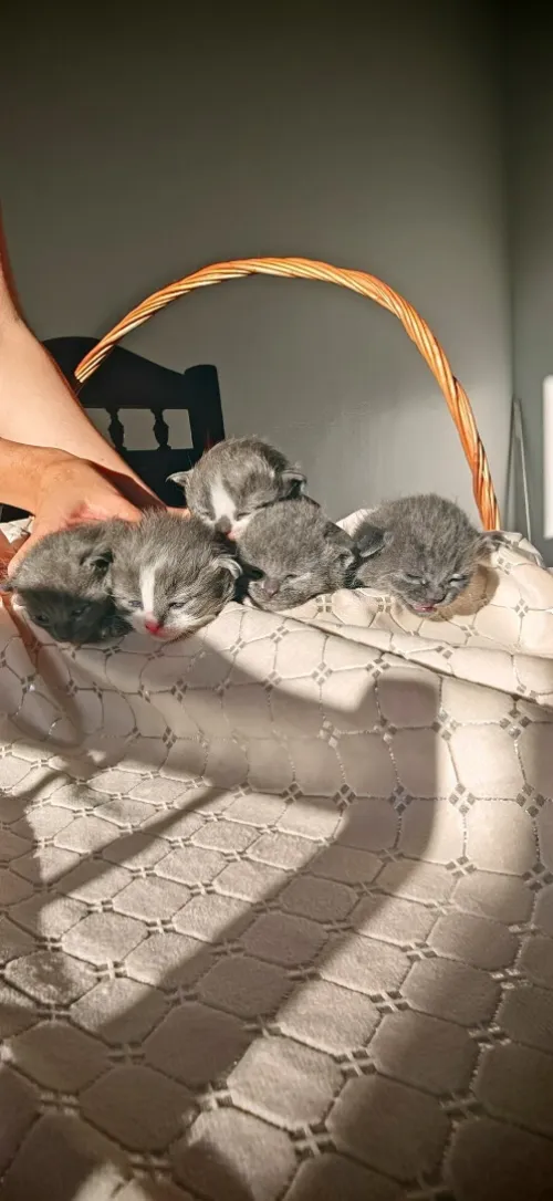 Chat Scottish fold 