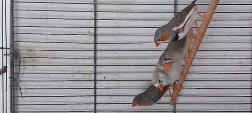 Couple mandarin