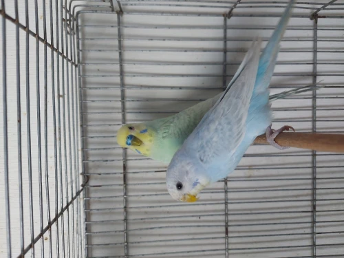 Couple perruche grey wings