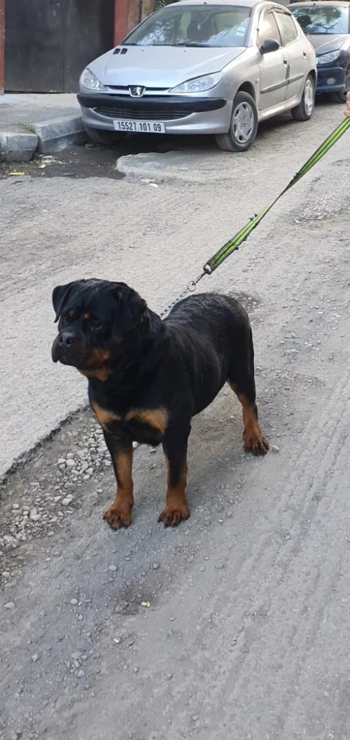 Rottweiler