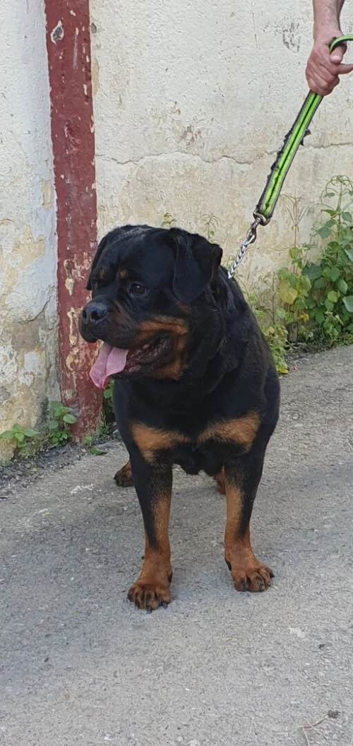 Rottweiler