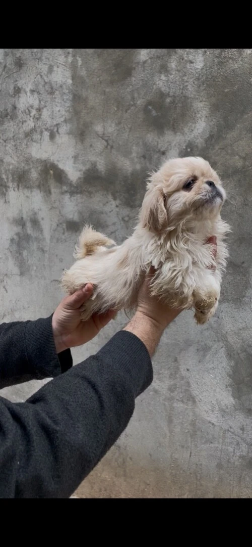 Chiots pékinois miel