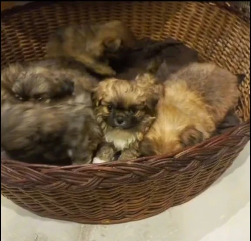 Chien Pékinois
