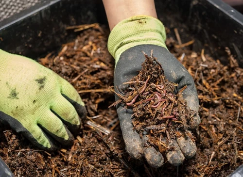 Compostage et Valorisation