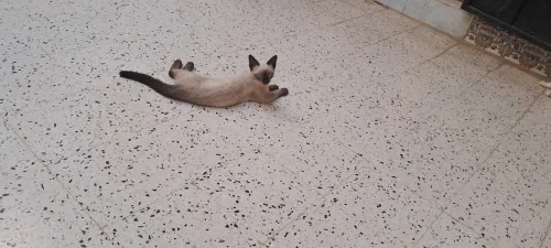 Siamois 