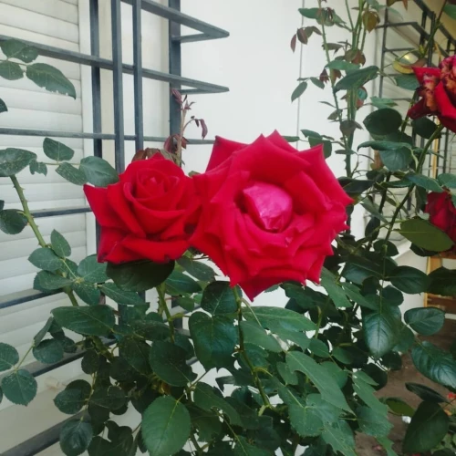 Location Appartement Annaba Annaba