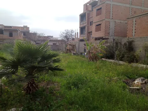Vente Terrain Blida Ouled selama