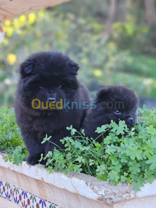 CHOW CHOW شاو شاو 