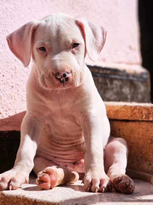 Dog argentin - béninois - chihuahua - carlin - Pitbull 