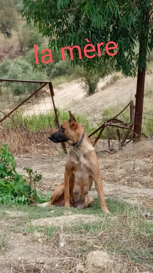Malinois 