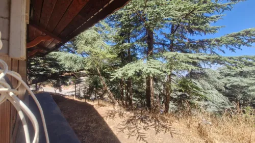 Vente bien immobilier Blida Chrea