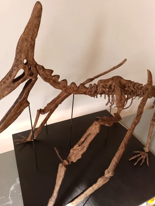 Fossiles Pteranodon (réplique) sculpté a mainDimensions  longueur 1, mètre  hauteur 66cm