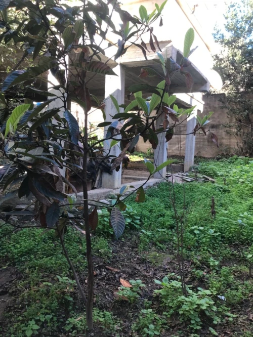 Vente Villa Alger Bouzareah