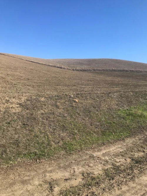 Vente Terrain Agricole Aïn Defla El hassania