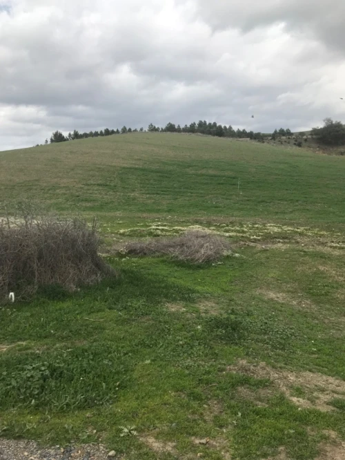 Vente Terrain Agricole Ain defla Hoceinia