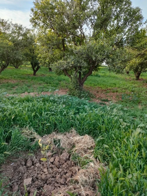 Vente Terrain Agricole Tlemcen Chetouane