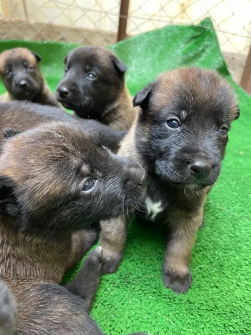 Chiots berger belge malinois 