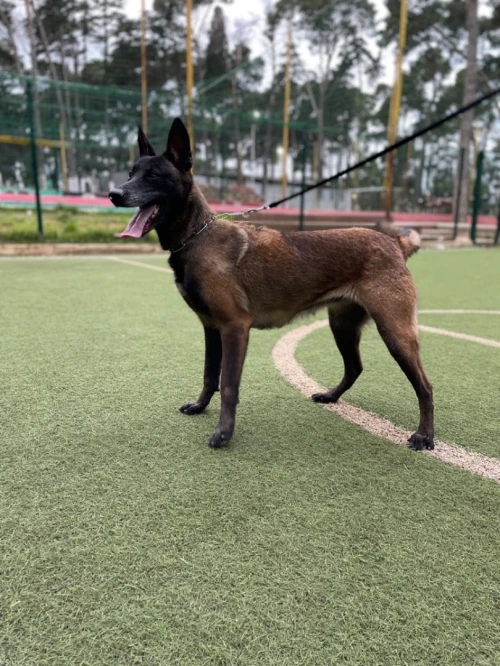 Chiots berger belge malinois 