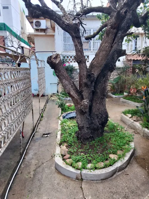 Vente Villa Alger Bouzareah