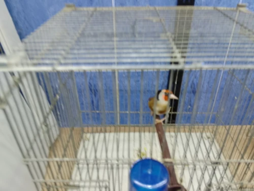 Chardonnert né en cage a vendre