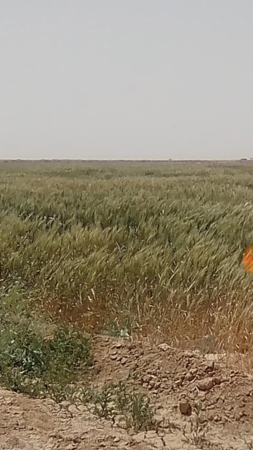 Vente Terrain Biskra Ain naga