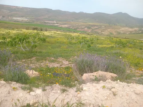 Vente Terrain Agricole Aïn Témouchent Bou zedjar