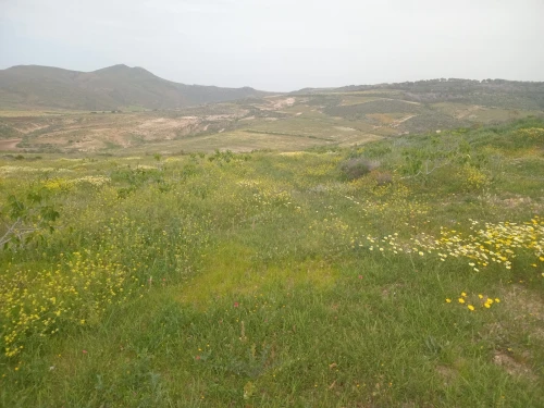 Vente Terrain Agricole Aïn Témouchent Bou zedjar