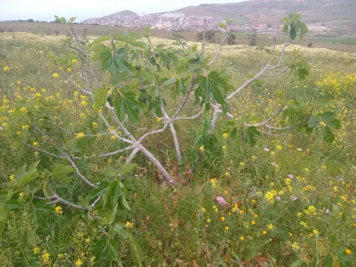 Vente Terrain Agricole Aïn Témouchent Bou zedjar