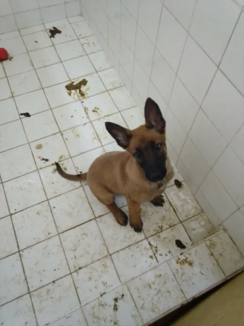Chien