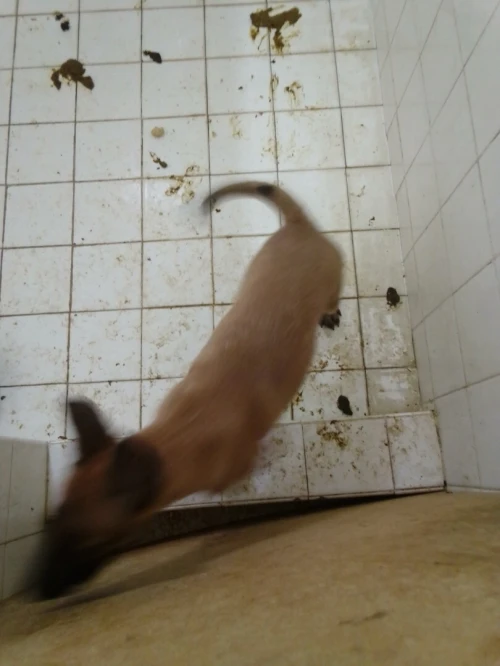 Chien