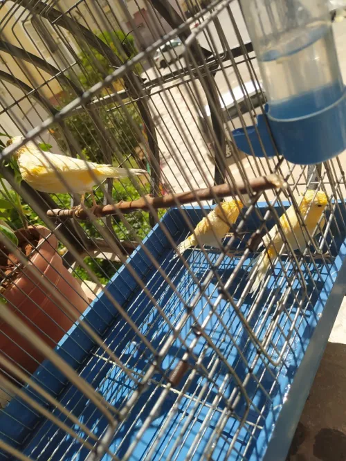 Canari